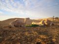 libyen046
